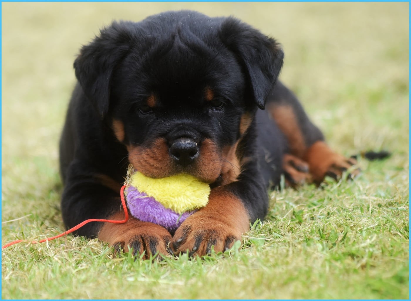 Rottweiler - Vom Owane's Paradise