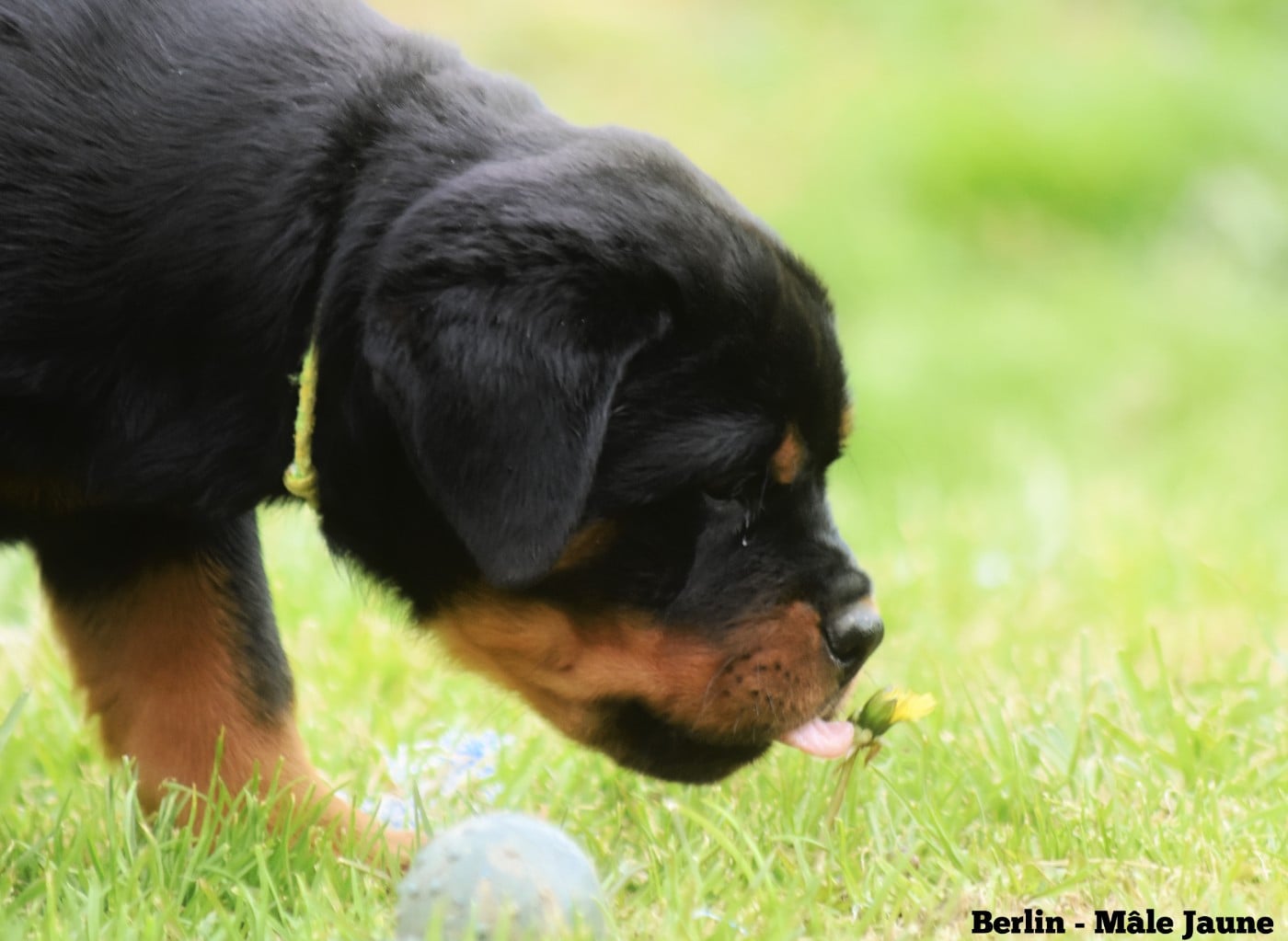 Mâle Jaune - Berlin