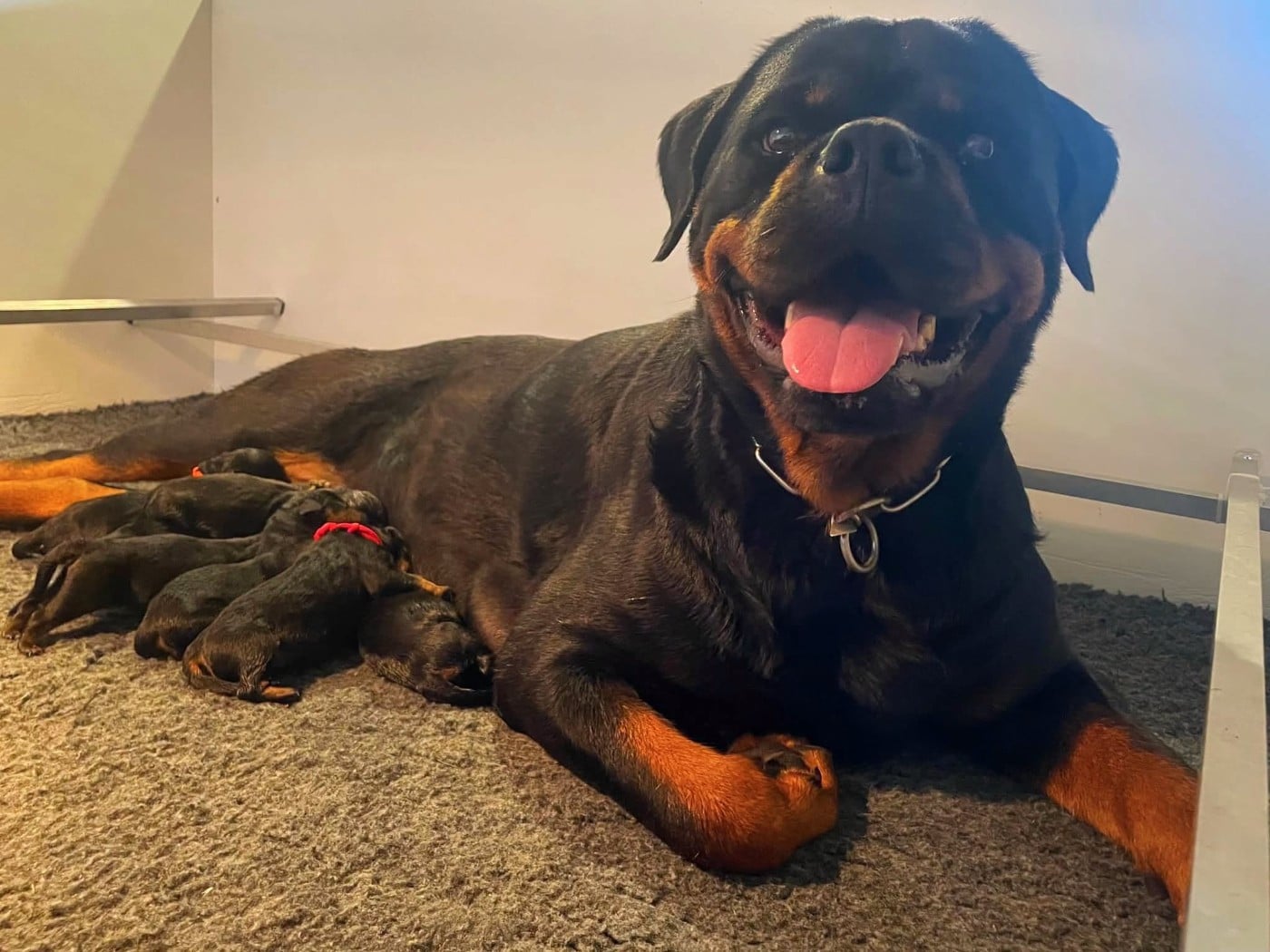 Chiot Rottweiler