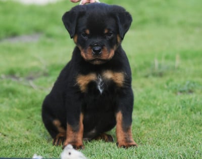 Les chiots de Rottweiler