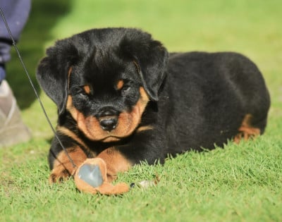 Les chiots de Rottweiler