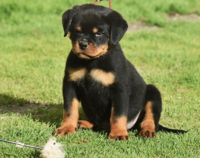 Les chiots de Rottweiler