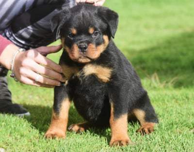 Les chiots de Rottweiler