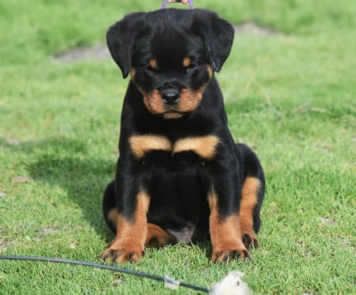 Les chiots de Rottweiler