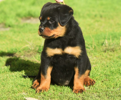 Les chiots de Rottweiler