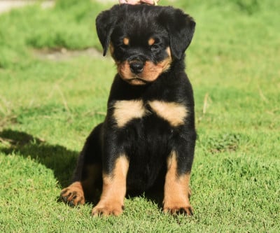Les chiots de Rottweiler