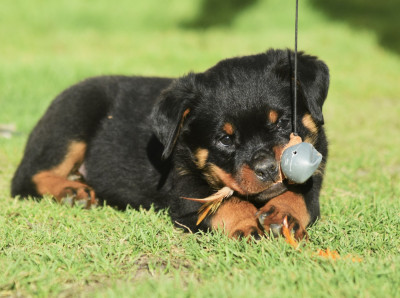 Les chiots de Rottweiler