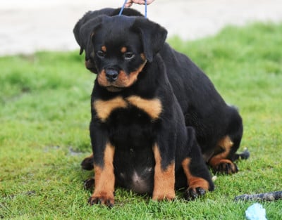 Les chiots de Rottweiler