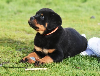 Les chiots de Rottweiler