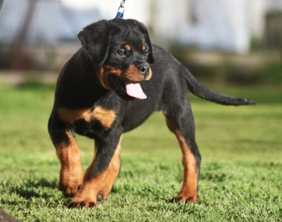 Les chiots de Rottweiler