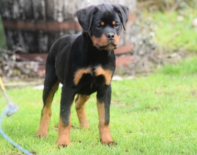 Les chiots de Rottweiler