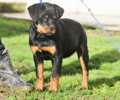 Les chiots de Rottweiler