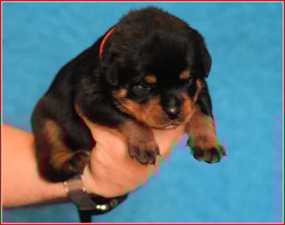 Les chiots de Rottweiler