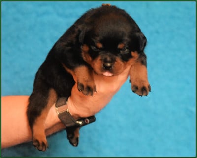 Les chiots de Rottweiler
