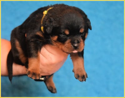 Les chiots de Rottweiler