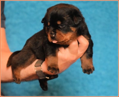 Les chiots de Rottweiler