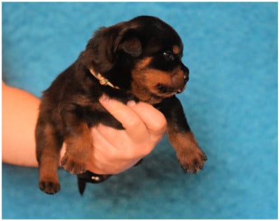Les chiots de Rottweiler