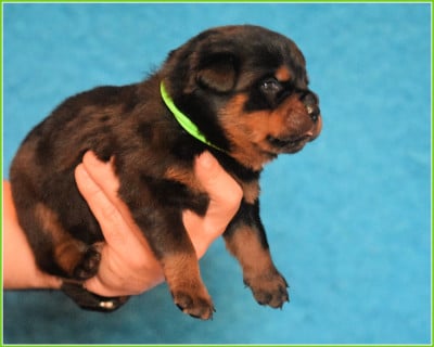 Les chiots de Rottweiler