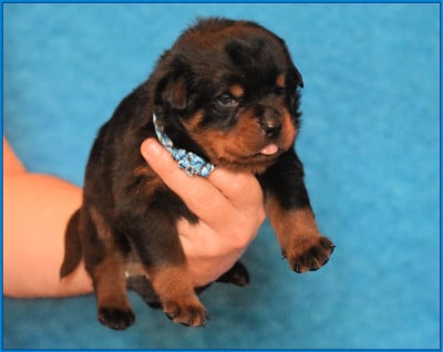 Les chiots de Rottweiler