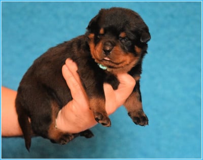 Les chiots de Rottweiler