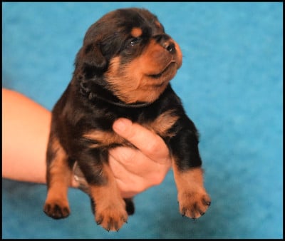 Les chiots de Rottweiler