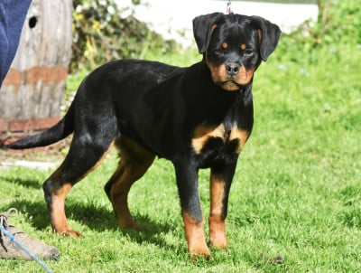 Les chiots de Rottweiler