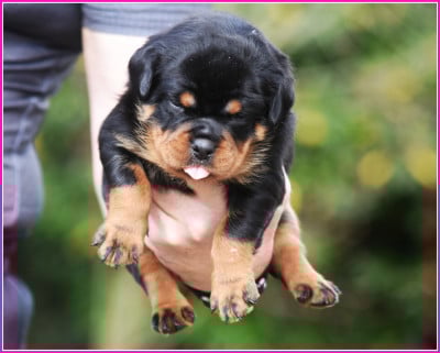 Les chiots de Rottweiler