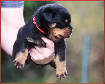 Les chiots de Rottweiler