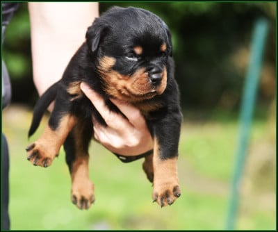 Les chiots de Rottweiler
