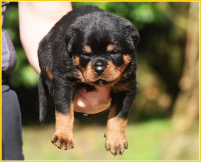 Les chiots de Rottweiler
