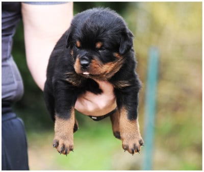 Les chiots de Rottweiler