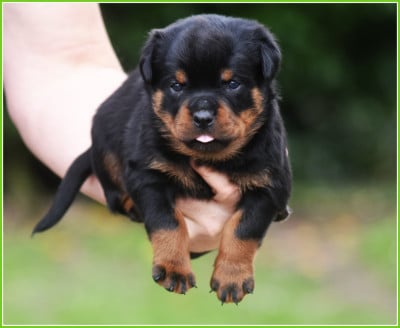 Les chiots de Rottweiler