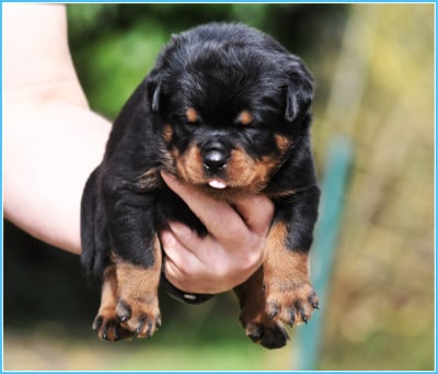 Les chiots de Rottweiler