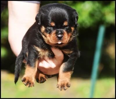 Les chiots de Rottweiler