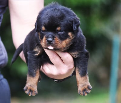 Les chiots de Rottweiler