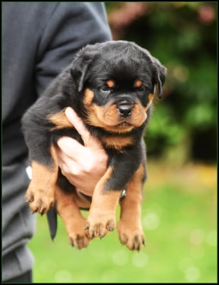 Les chiots de Rottweiler