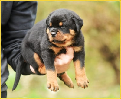 Les chiots de Rottweiler