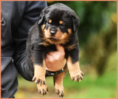 Les chiots de Rottweiler