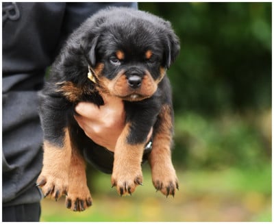 Les chiots de Rottweiler