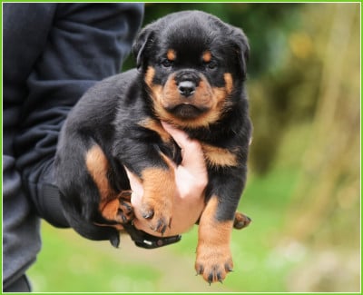 Les chiots de Rottweiler