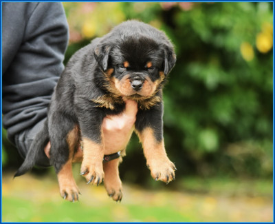 Les chiots de Rottweiler