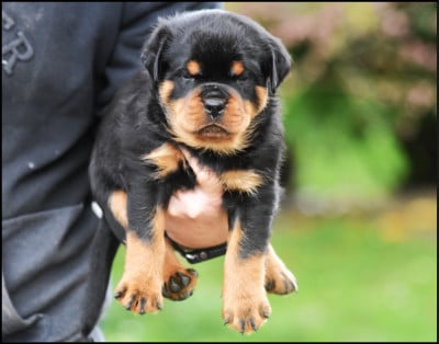 Les chiots de Rottweiler
