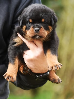 Les chiots de Rottweiler