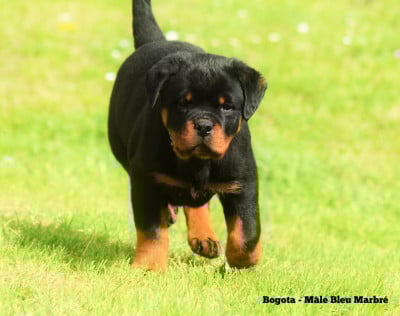 Les chiots de Rottweiler