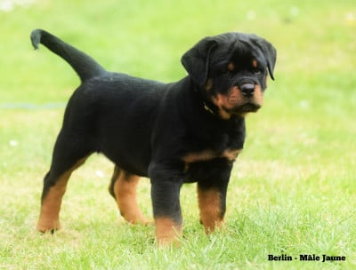 Les chiots de Rottweiler