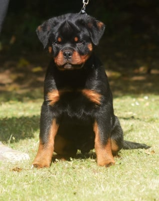 Les chiots de Rottweiler