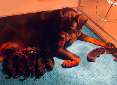 Les chiots de Rottweiler