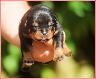Les chiots de Rottweiler