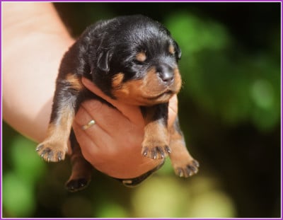 Les chiots de Rottweiler