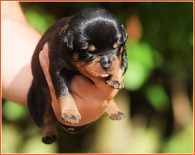 Les chiots de Rottweiler